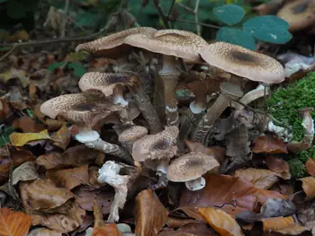 Vagevuurbos en Lippensgoed-Bulskampveld (België)